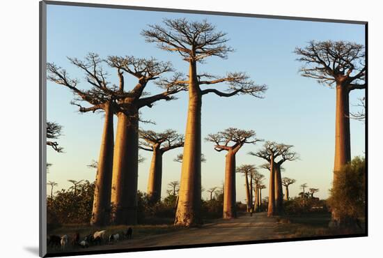 Madagascar, Morondava, Baobab Alley, View on Adansonia Grandidieri-Anthony Asael-Mounted Photographic Print