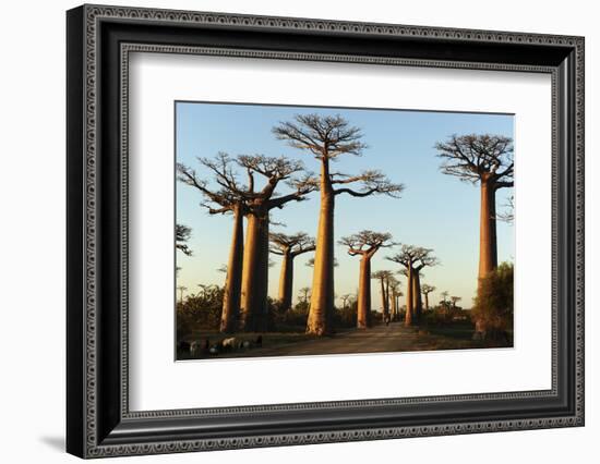 Madagascar, Morondava, Baobab Alley, View on Adansonia Grandidieri-Anthony Asael-Framed Photographic Print