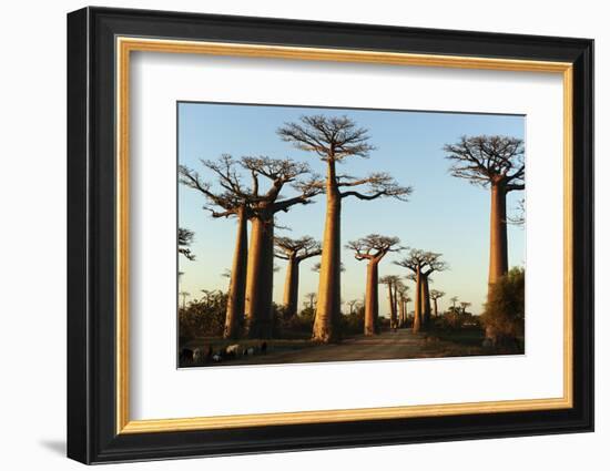 Madagascar, Morondava, Baobab Alley, View on Adansonia Grandidieri-Anthony Asael-Framed Photographic Print