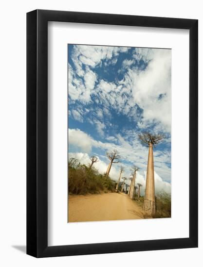 Madagascar, Morondava, Baobab Alley, View on Adansonia Grandidieri-Anthony Asael-Framed Photographic Print