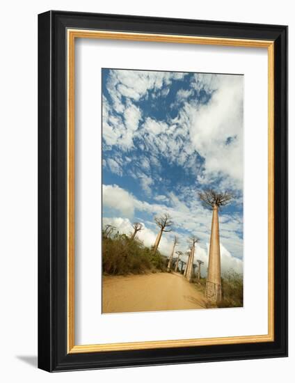 Madagascar, Morondava, Baobab Alley, View on Adansonia Grandidieri-Anthony Asael-Framed Photographic Print