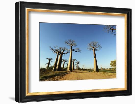 Madagascar, Morondava, Baobab Alley, View on Adansonia Grandidieri-Anthony Asael-Framed Photographic Print