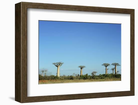 Madagascar, Morondava, Baobab Alley, View on Adansonia Grandidieri-Anthony Asael-Framed Photographic Print