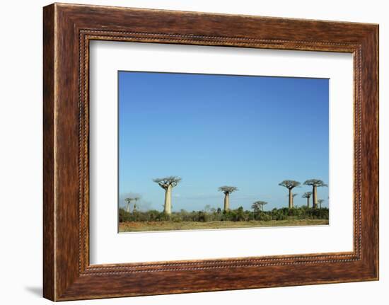 Madagascar, Morondava, Baobab Alley, View on Adansonia Grandidieri-Anthony Asael-Framed Photographic Print