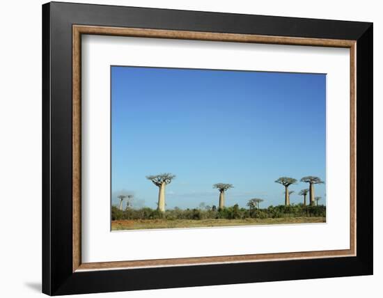 Madagascar, Morondava, Baobab Alley, View on Adansonia Grandidieri-Anthony Asael-Framed Photographic Print