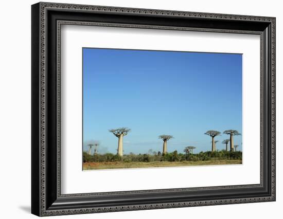 Madagascar, Morondava, Baobab Alley, View on Adansonia Grandidieri-Anthony Asael-Framed Photographic Print