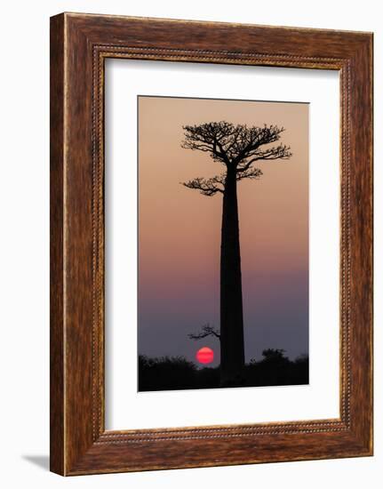 Madagascar, Morondava. Baobab trees are silhouetted against the morning sky.-Ellen Goff-Framed Photographic Print