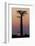 Madagascar, Morondava. Baobab trees are silhouetted against the morning sky.-Ellen Goff-Framed Photographic Print