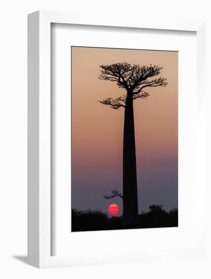 Madagascar, Morondava. Baobab trees are silhouetted against the morning sky.-Ellen Goff-Framed Photographic Print