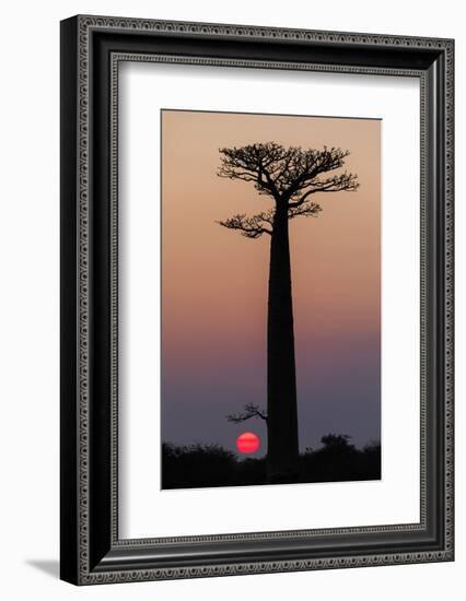 Madagascar, Morondava. Baobab trees are silhouetted against the morning sky.-Ellen Goff-Framed Photographic Print