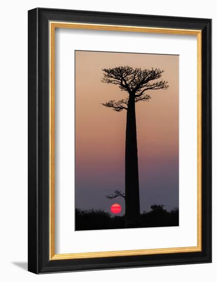 Madagascar, Morondava. Baobab trees are silhouetted against the morning sky.-Ellen Goff-Framed Photographic Print