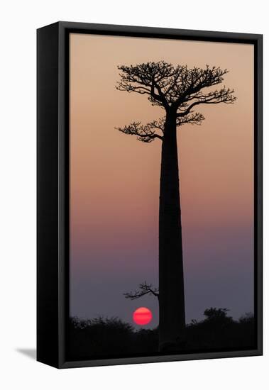 Madagascar, Morondava. Baobab trees are silhouetted against the morning sky.-Ellen Goff-Framed Premier Image Canvas