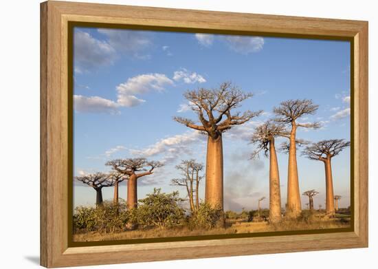 Madagascar, Morondava, Les Alla Des Baobabs at Sundown-Roberto Cattini-Framed Premier Image Canvas