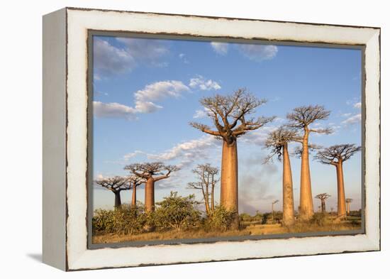 Madagascar, Morondava, Les Alla Des Baobabs at Sundown-Roberto Cattini-Framed Premier Image Canvas