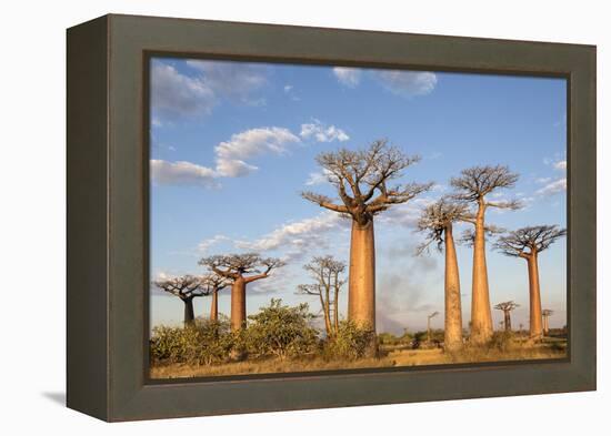 Madagascar, Morondava, Les Alla Des Baobabs at Sundown-Roberto Cattini-Framed Premier Image Canvas