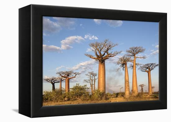 Madagascar, Morondava, Les Alla Des Baobabs at Sundown-Roberto Cattini-Framed Premier Image Canvas