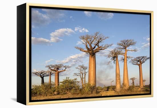 Madagascar, Morondava, Les Alla Des Baobabs at Sundown-Roberto Cattini-Framed Premier Image Canvas