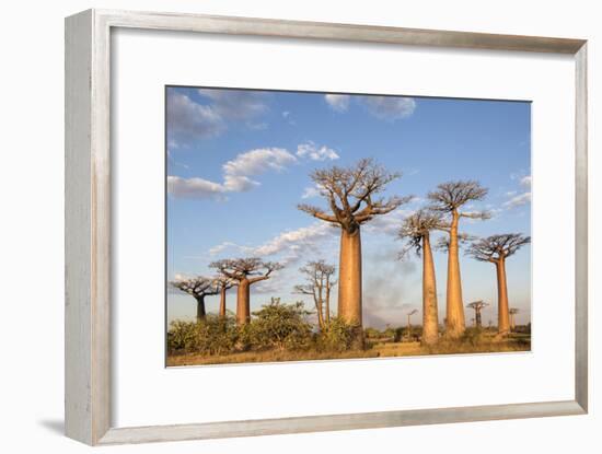 Madagascar, Morondava, Les Alla Des Baobabs at Sundown-Roberto Cattini-Framed Photographic Print