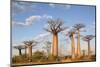 Madagascar, Morondava, Les Alla Des Baobabs at Sundown-Roberto Cattini-Mounted Photographic Print