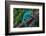 Madagascar. Panther chameleon on tree limb.-Jaynes Gallery-Framed Photographic Print