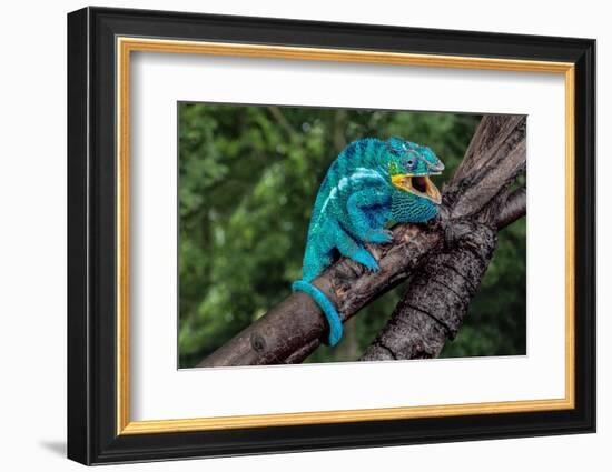 Madagascar. Panther chameleon on tree limb.-Jaynes Gallery-Framed Photographic Print