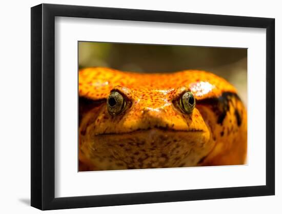 Madagascar Tomato Frog, Madagascar-Paul Souders-Framed Photographic Print