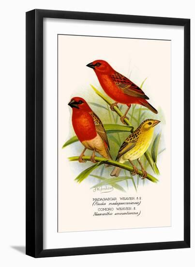 Madagascar Weaver and Comoro Weaver-F.w. Frohawk-Framed Art Print