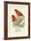 Madagascar Weaver, Comoro Weaver-Arthur G. Butler-Framed Art Print