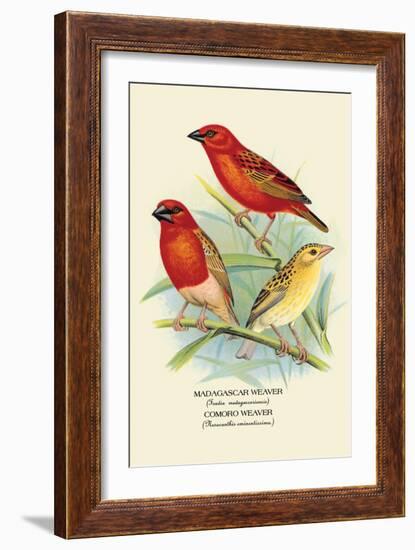 Madagascar Weaver, Comoro Weaver-Arthur G. Butler-Framed Art Print