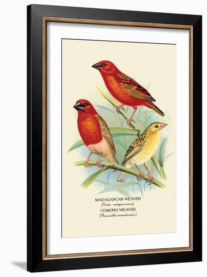 Madagascar Weaver, Comoro Weaver-Arthur G. Butler-Framed Art Print