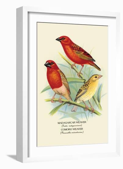 Madagascar Weaver, Comoro Weaver-Arthur G. Butler-Framed Art Print