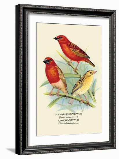 Madagascar Weaver, Comoro Weaver-Arthur G. Butler-Framed Art Print