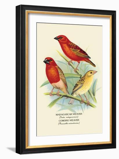 Madagascar Weaver, Comoro Weaver-Arthur G. Butler-Framed Art Print