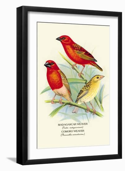 Madagascar Weaver, Comoro Weaver-Arthur G. Butler-Framed Art Print