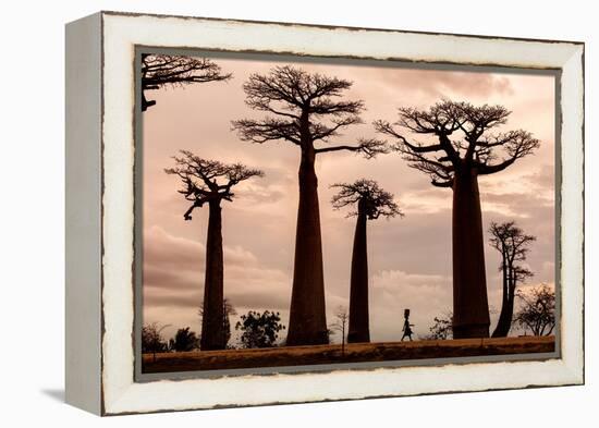 Madagascar-Dan Mirica-Framed Premier Image Canvas