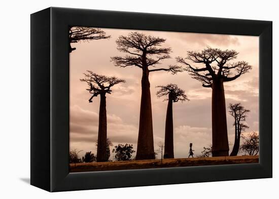 Madagascar-Dan Mirica-Framed Premier Image Canvas