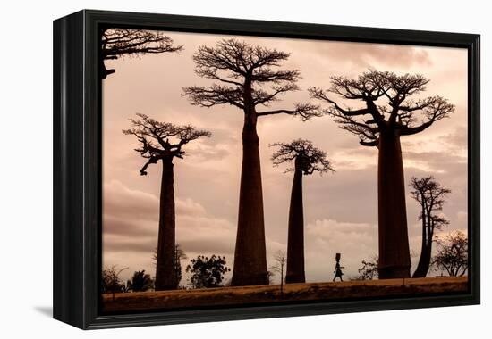 Madagascar-Dan Mirica-Framed Premier Image Canvas