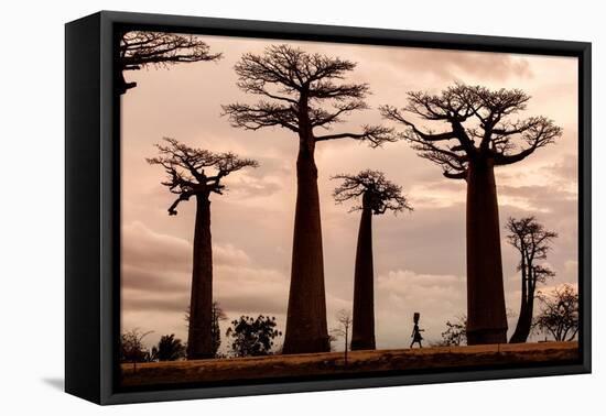 Madagascar-Dan Mirica-Framed Premier Image Canvas