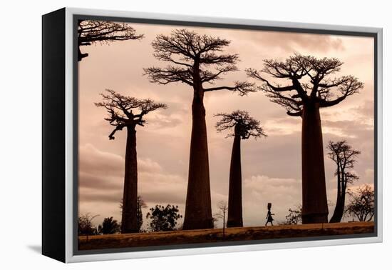 Madagascar-Dan Mirica-Framed Premier Image Canvas