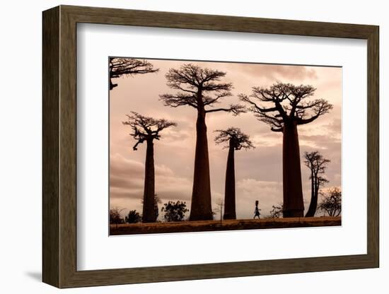 Madagascar-Dan Mirica-Framed Photographic Print