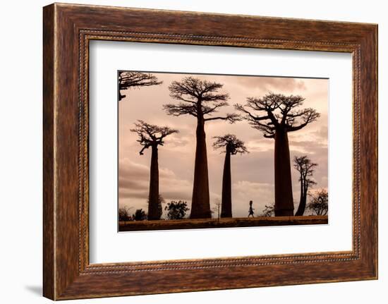 Madagascar-Dan Mirica-Framed Photographic Print