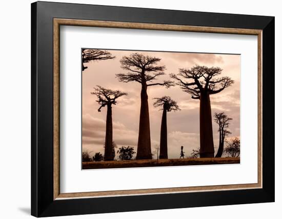 Madagascar-Dan Mirica-Framed Photographic Print