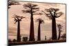 Madagascar-Dan Mirica-Mounted Photographic Print