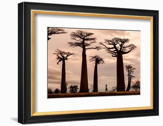 Madagascar-Dan Mirica-Framed Photographic Print