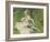 Madame Monet and Her Son, 1874-Pierre-Auguste Renoir-Framed Art Print