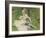 Madame Monet and Her Son, 1874-Pierre-Auguste Renoir-Framed Art Print