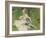 Madame Monet and Her Son, 1874-Pierre-Auguste Renoir-Framed Giclee Print