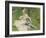 Madame Monet and Her Son, 1874-Pierre-Auguste Renoir-Framed Giclee Print