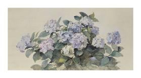 Hydrangeas-Madeleine-Jeanne Lemaire-Premium Giclee Print