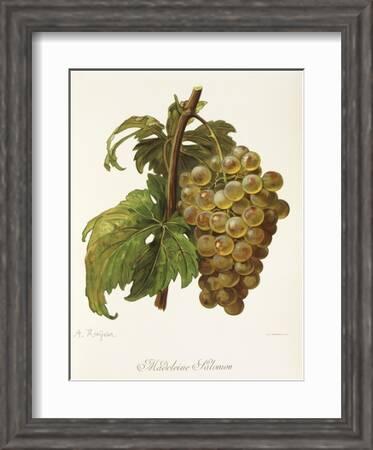 Madeleine Salomon Grape' Giclee Print - A. Kreyder | Art.com